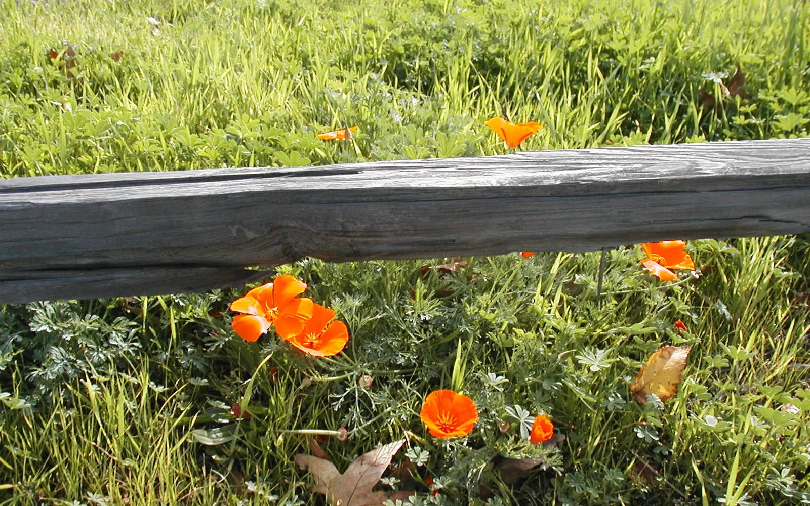 Orange California poppies blooming in a field under natural sunlight